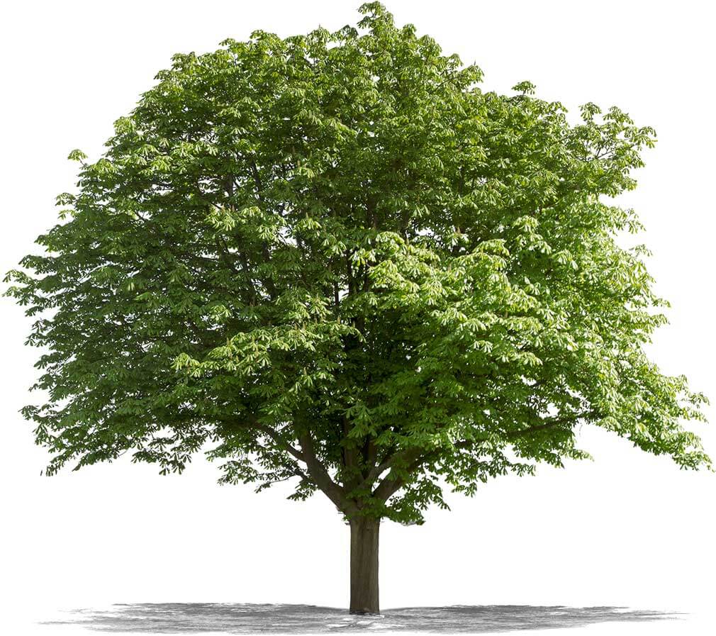 GCI Tree Care Image